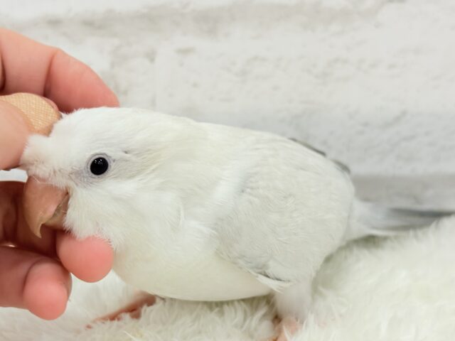 オキナインコ