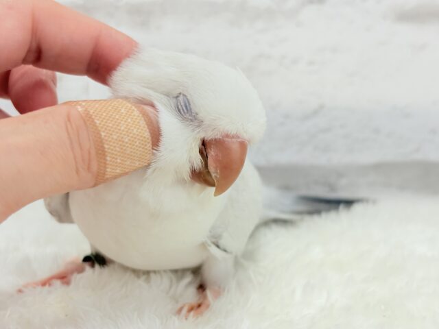 オキナインコ