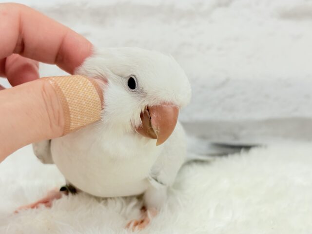 オキナインコ