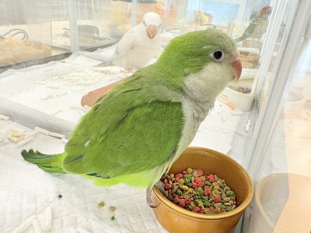 オキナインコ