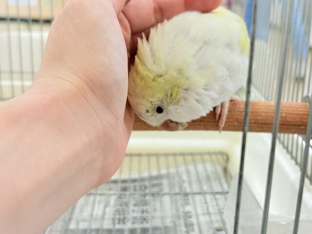 オキナインコ