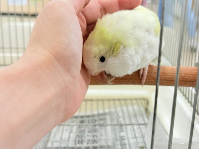 オキナインコ