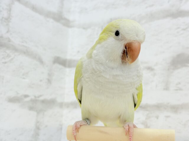 オキナインコ