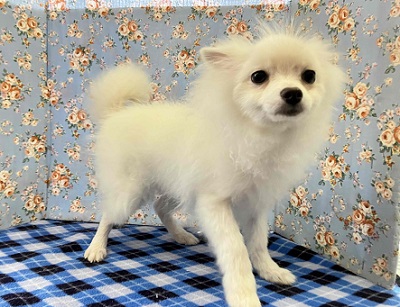 ポメラニアン
