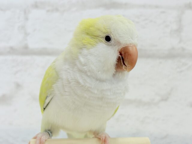 オキナインコ