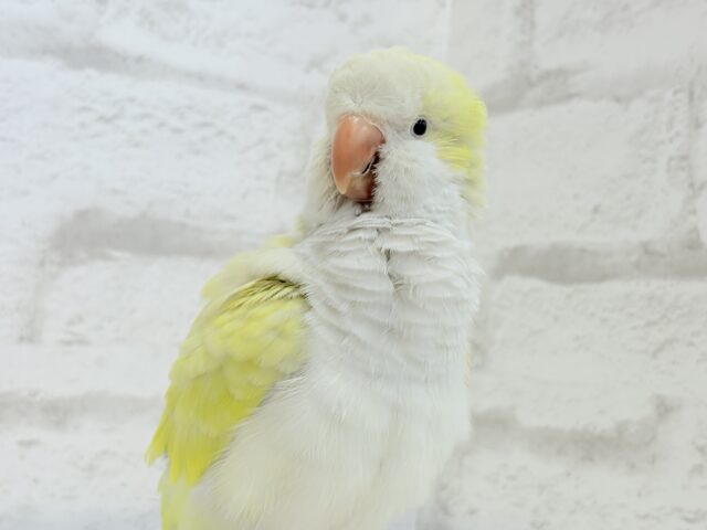 オキナインコ