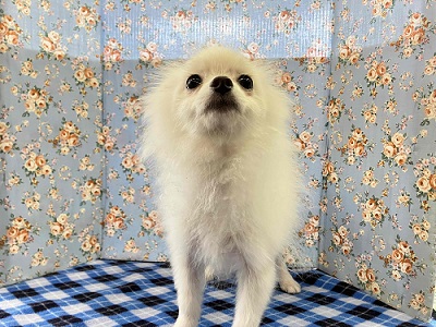 ポメラニアン