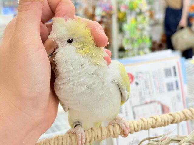 オキナインコ