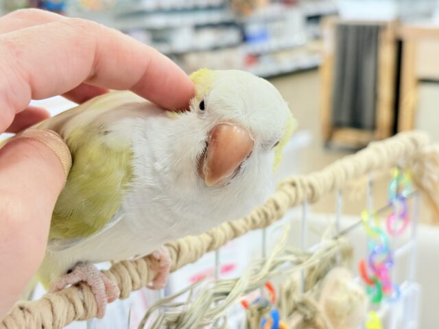 オキナインコ