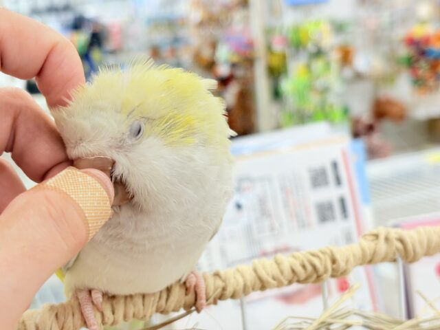 オキナインコ
