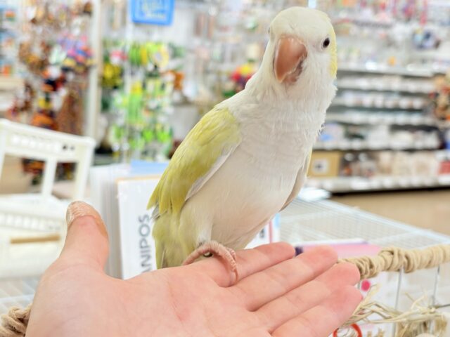 オキナインコ