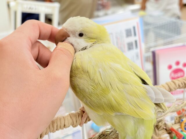 オキナインコ