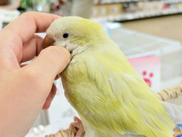オキナインコ