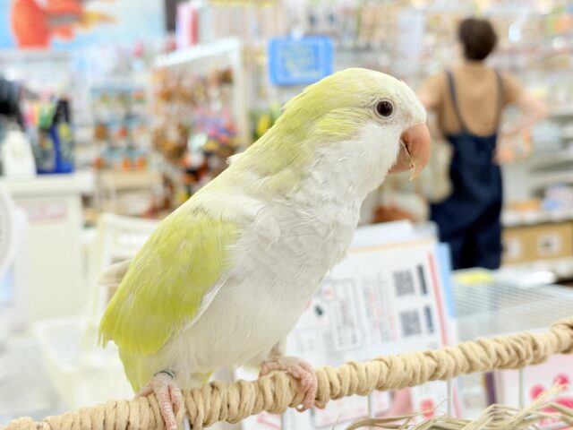 オキナインコ
