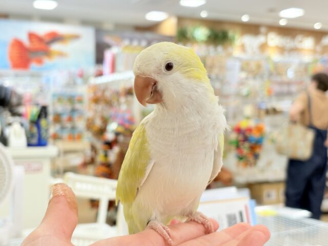 オキナインコ