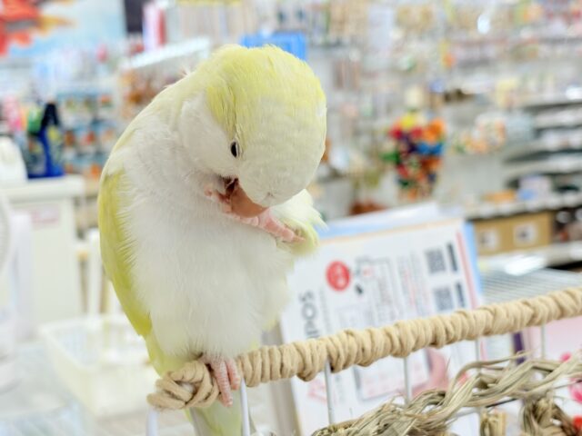 オキナインコ