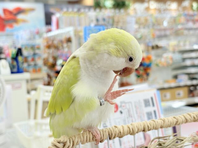オキナインコ