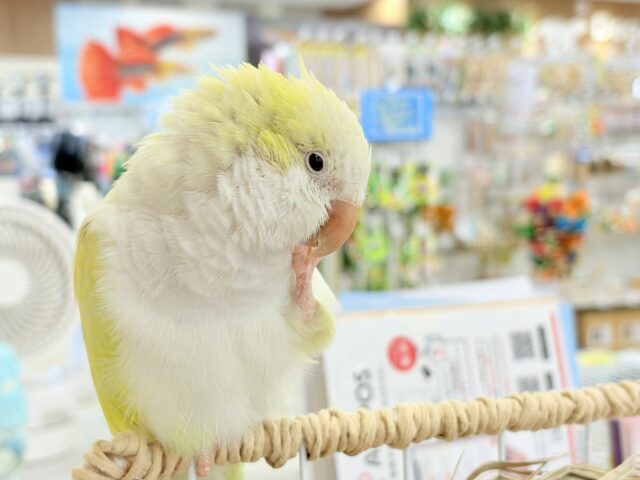 オキナインコ