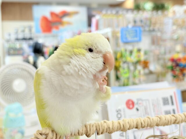 オキナインコ