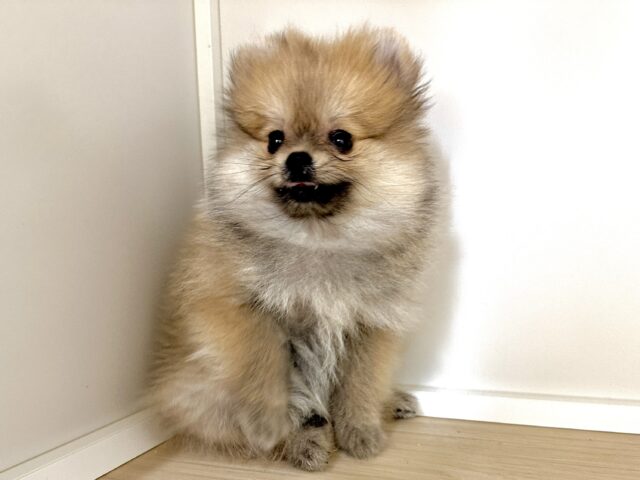 ポメラニアン