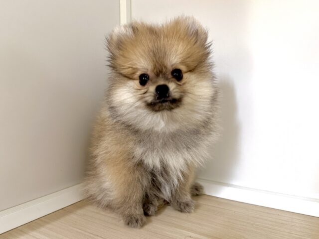 ポメラニアン