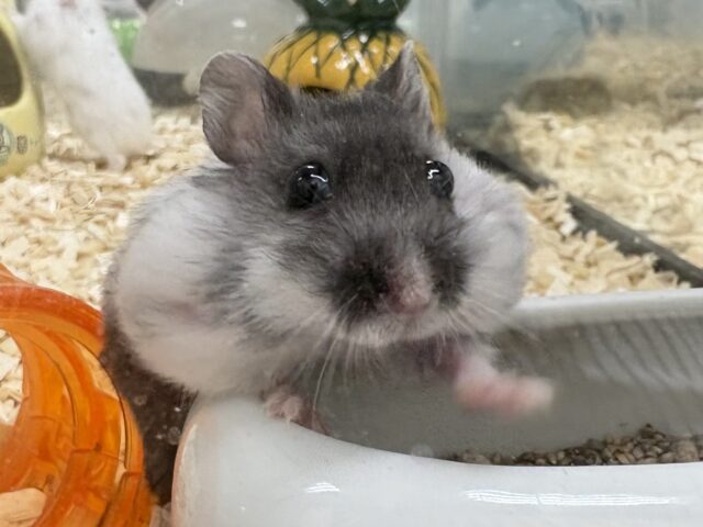 お口いっぱいの食いしん坊❣️マーブルハムスターちゃん‼️(男の子)