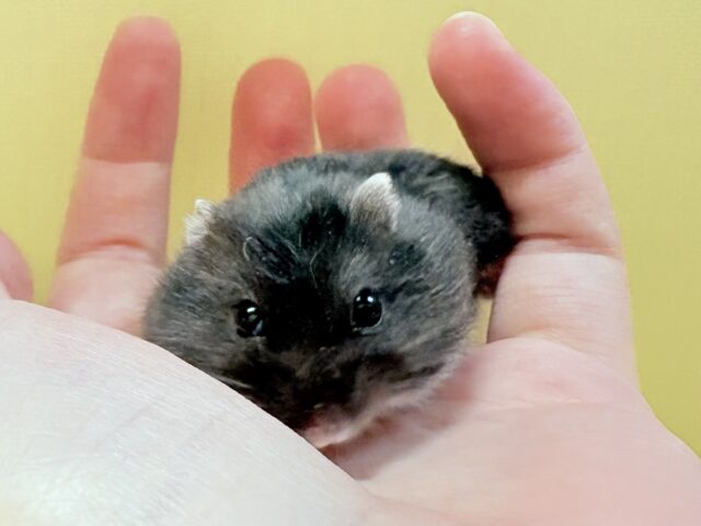 ジャンガリアン