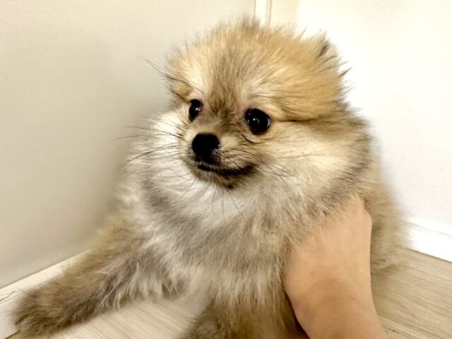 ポメラニアン
