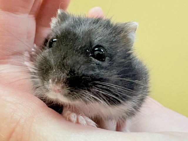 真っ黒な体にチャームポイントの白🖤🤍️ブラックジャンガリアンハムスター‼️(男の子)