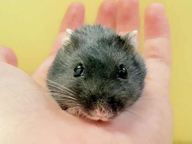 ジャンガリアン