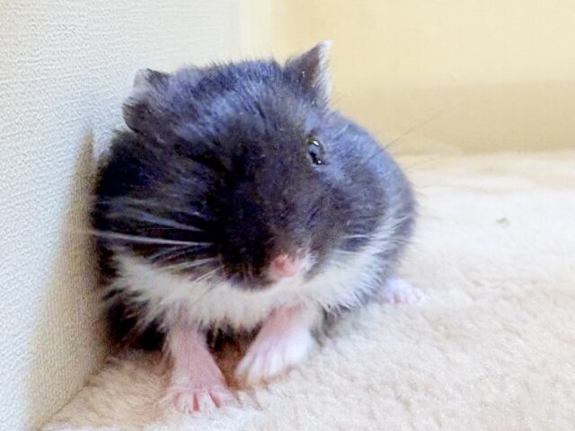 ジャンガリアン