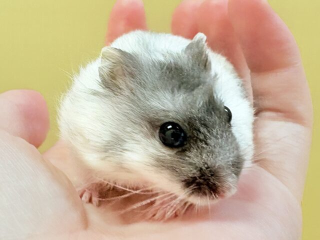 ジャンガリアン