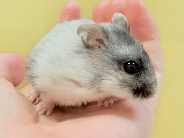 ジャンガリアン