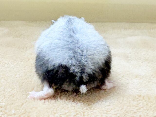 ジャンガリアン