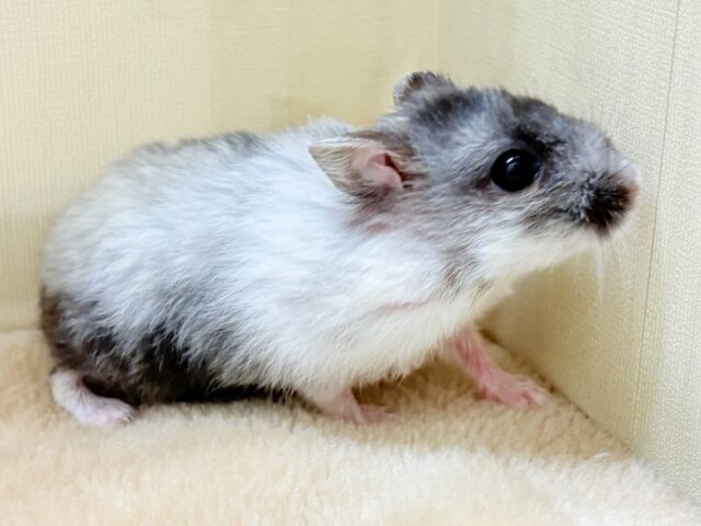 ジャンガリアン