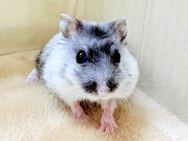 ジャンガリアン