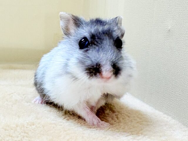 ジャンガリアン