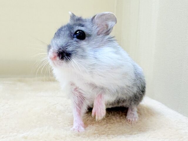 ジャンガリアン