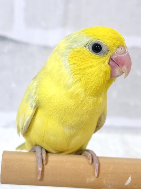 マメルリハ ヘビーパイドイエローライラック 男の子 💛🌼️🩵