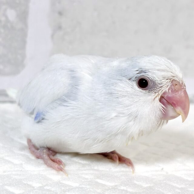 マメルリハ ホワイトライラックファロー 男の子 🦢🤍𓂃𓈒𓏸︎︎︎︎