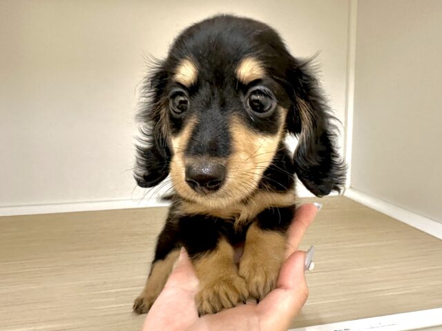 .*･ﾟ 甘々〜〜 .ﾟ･*.カニヘンダックス男の子