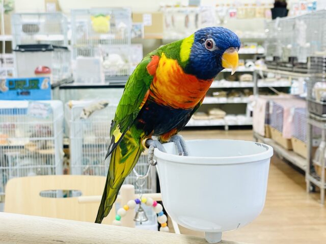 ゴシキセイガイインコ