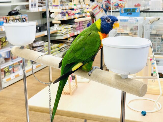 ゴシキセイガイインコ