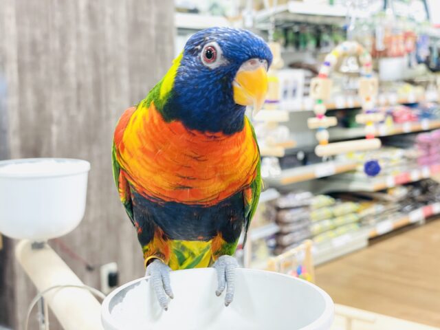 ゴシキセイガイインコ