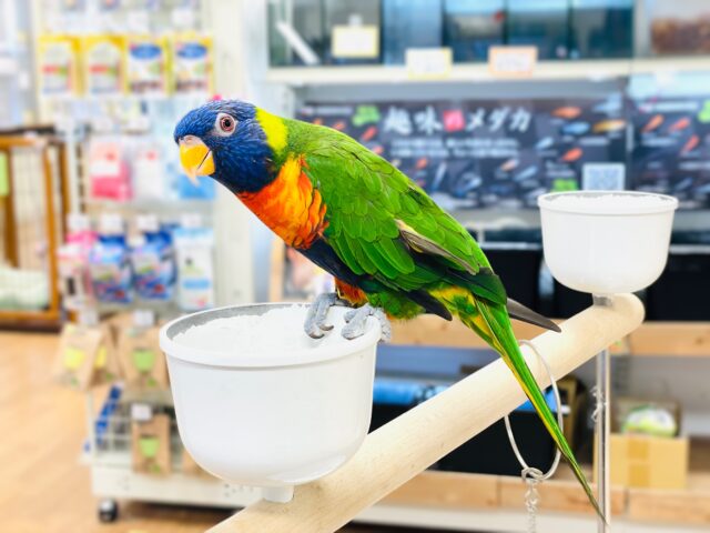 ゴシキセイガイインコ