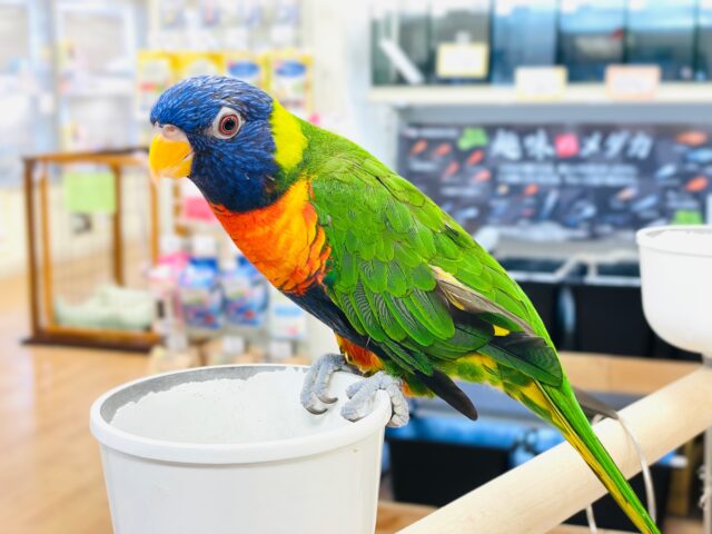 ゴシキセイガイインコ