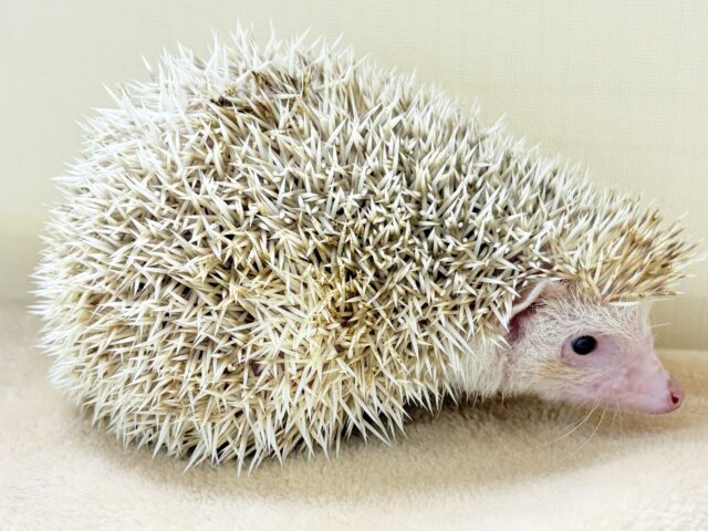 ハリネズミ（ヨツユビハリネズミ）