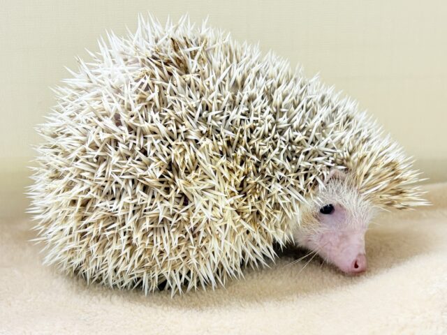 ハリネズミ（ヨツユビハリネズミ）