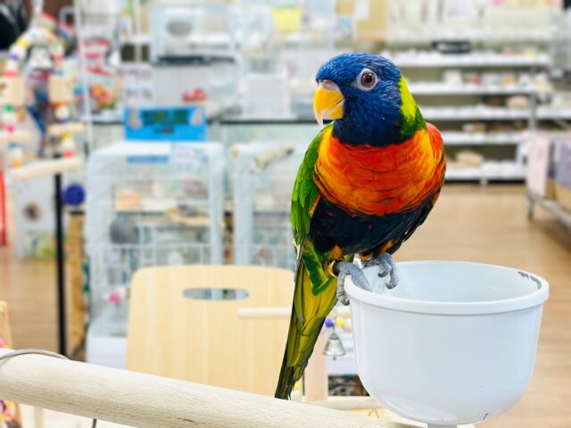 ゴシキセイガイインコ