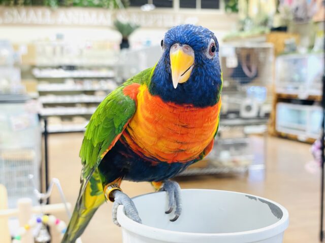 ゴシキセイガイインコ